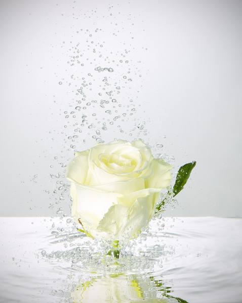 Photograph Mark Mawson Flower on One Eyeland